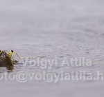 Long-tailed mayfly swarm