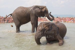 http://attilavolgyi.photoshelter.com/gallery/Elephant-bath-in-Balaton/G0000mP3VSp5Pnt8/C0000c.w2_AEruxU