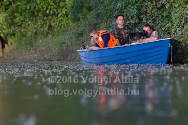 https://photos.volgyiattila.hu/gallery/Tiszaviragzas-fotosok-Photographers-at-Blooming-of-Tisza/G0000wxQ7o5ec7Sg/C0000EXxqiLmFfsM