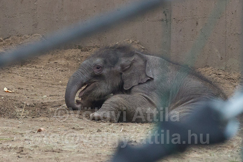 Captive born baby elephant