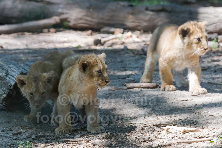 Captive born baby lions