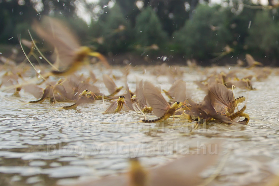 Long-tailed mayfly swarm