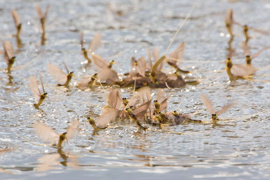 Long-tailed mayfly swarm